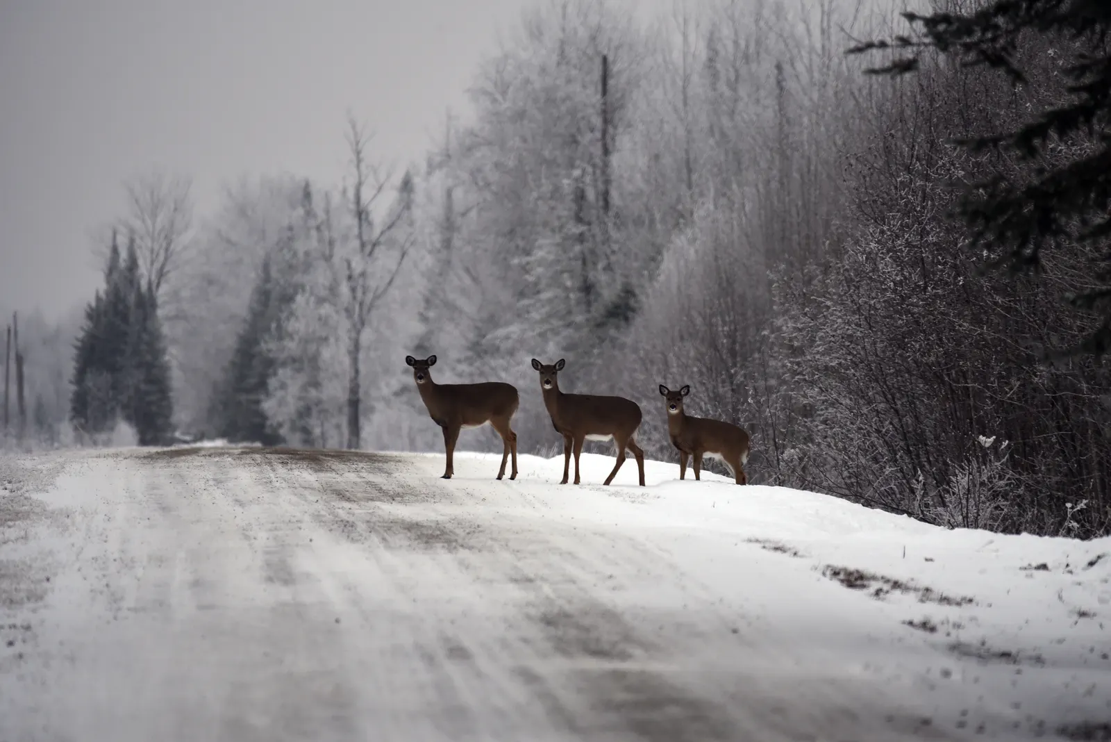 Three white-tailed deer standing in a snow-covered rural road, looking toward the camera
